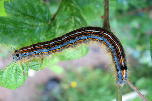 Lackey caterpillar