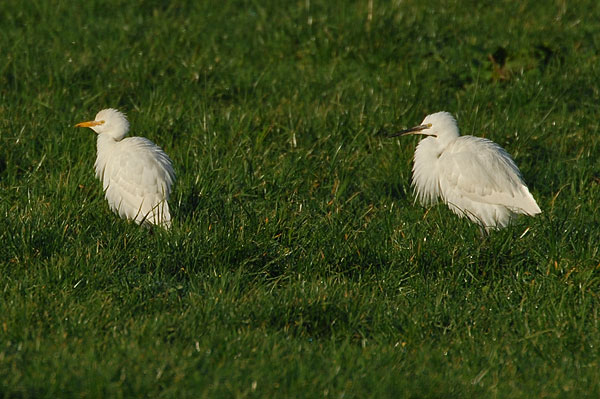 Cattle Egret Budleigh Salterton