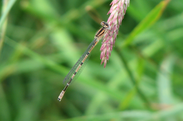 immature male common blue damselfly