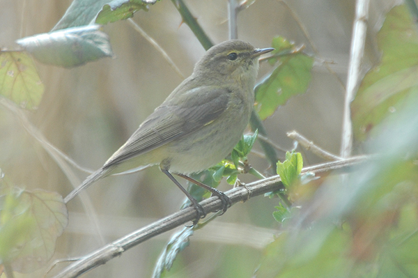 Chiffchaff