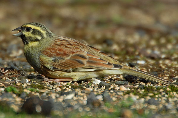 male Cirl Bunting