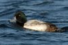 scaup-21-1-07