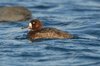 scaup2-21-1-07
