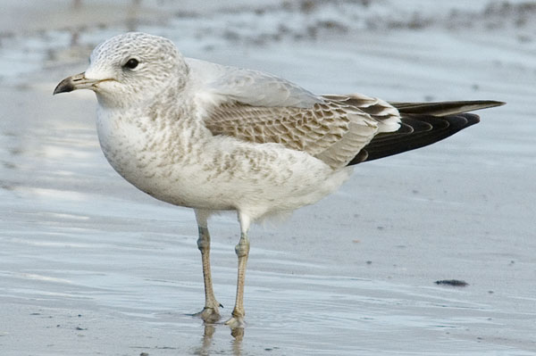 Common Gull