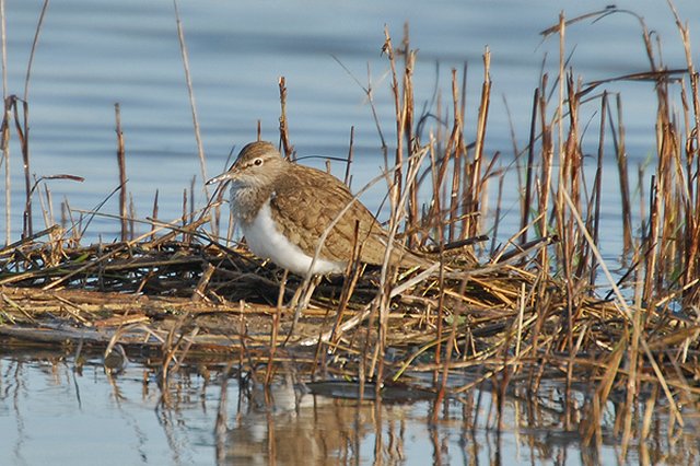 common sandpiper