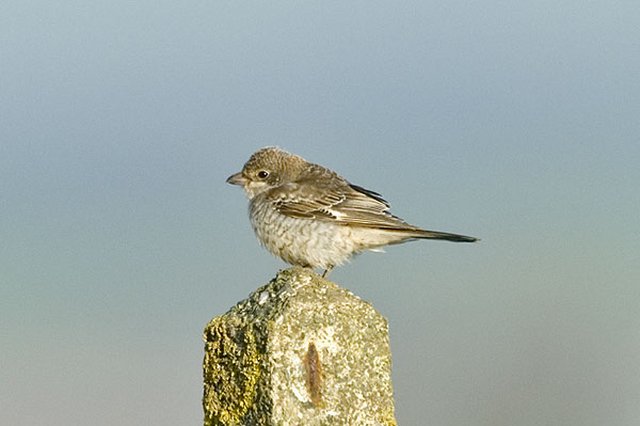 Woodchat Shrike Soar, Devon