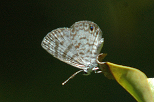 Cassius Blue Butterfly