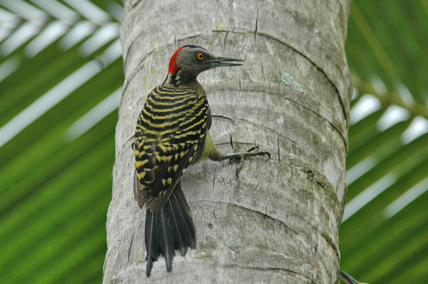 birds-of-the-dominican-republic-extreme-hotels-cabarete