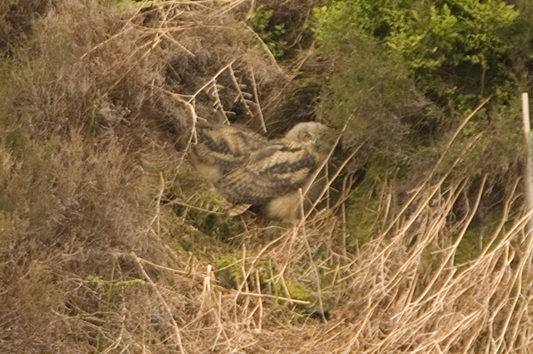 Eagle Owl