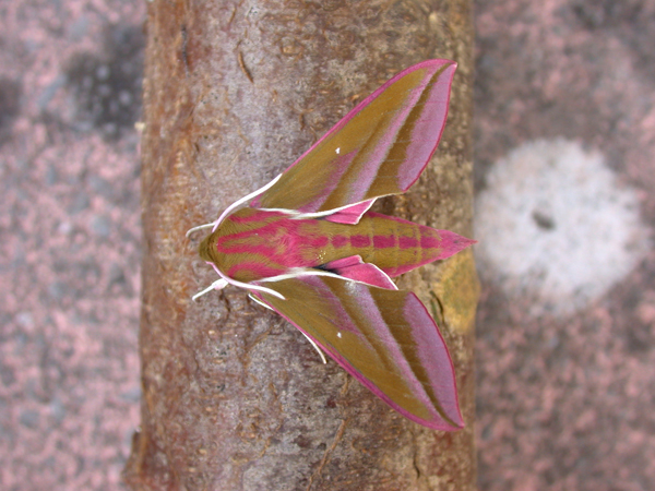 Elephant Hawk Moth