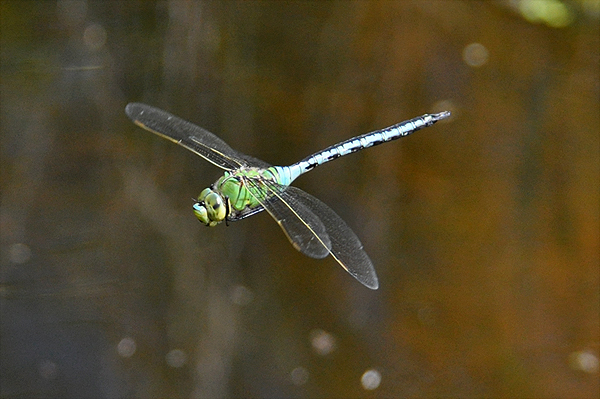 Emperor Dragonfly