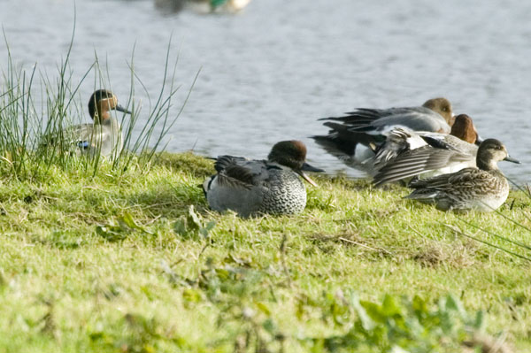 Falcated Duck