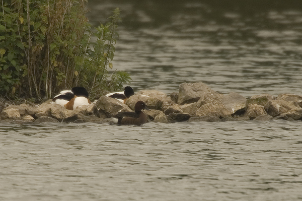 first summer male ferruginous duck