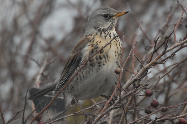 Fieldfare