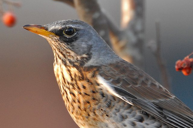 Fieldfare