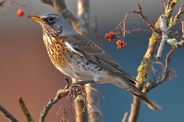 Fieldfare