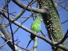 yellow-chevroned parakeet