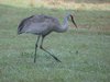 sandhill-crane
