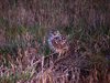 burrowing owl7