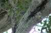 black-and-white warbler2