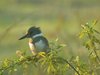 belted kingfisher4
