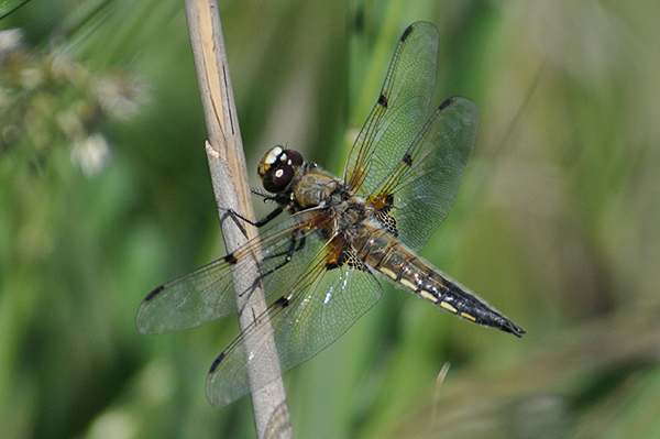 Four-spotted Chaser