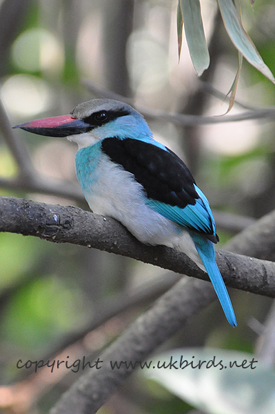 Blue-breasted Kingfisher 