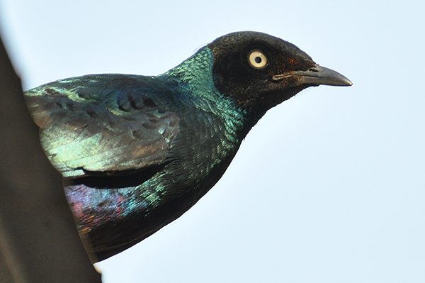 Long-tailed Glossy Starling - Common in all areas. 