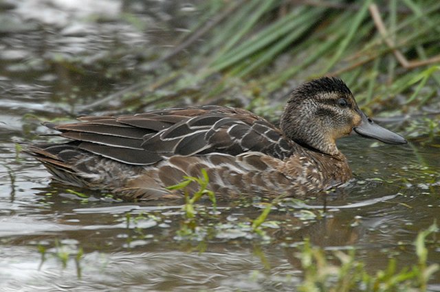 Garganey