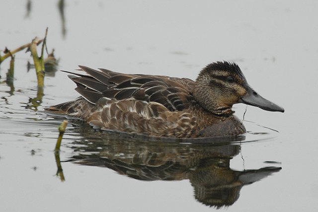 Garganey