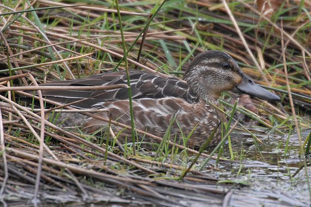 Garganey