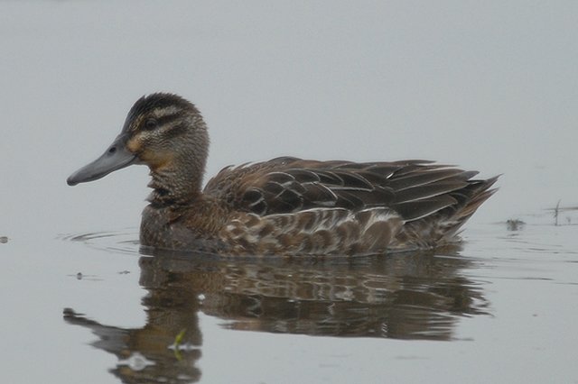 Garganey