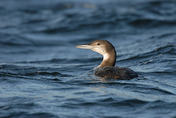 great northern diver cheddar reservoir