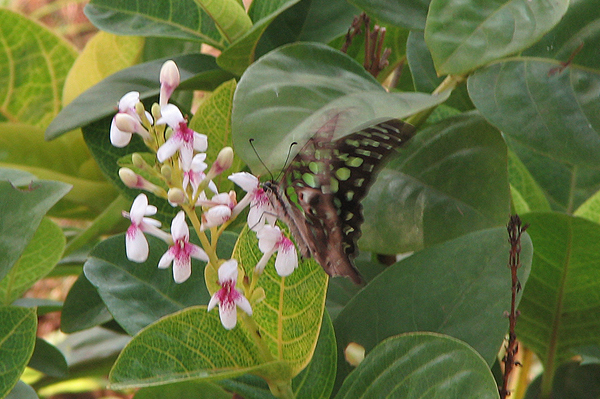 Tailed Jay Graphium agamemnon