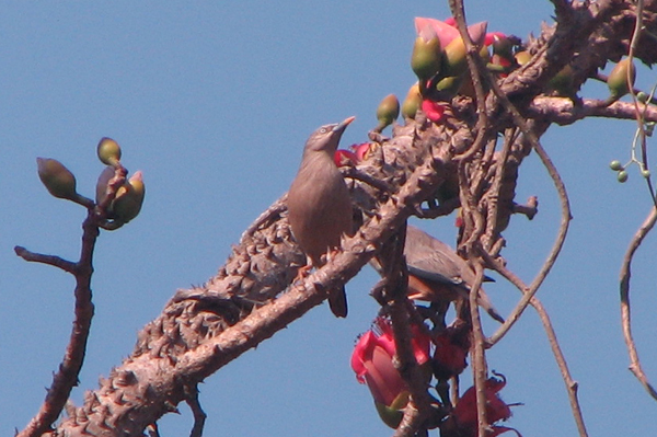 Grey-headed Starling