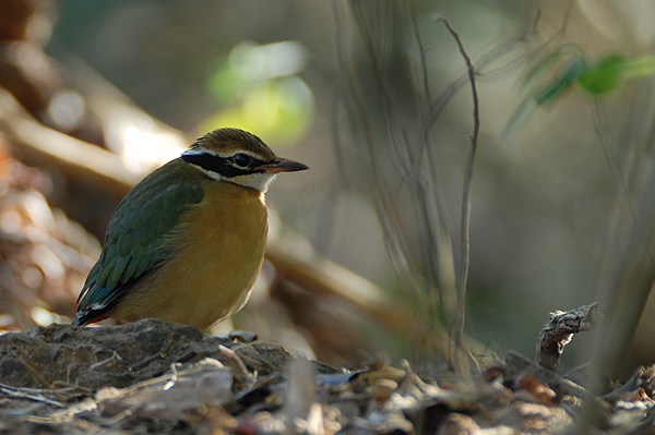 Indian Pitta