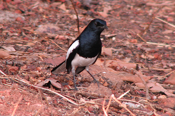 Magpie Robin