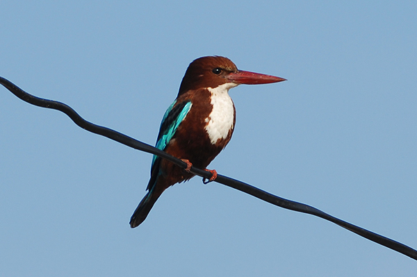 White-breasted Kingfisher