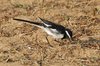 wbwagtail4