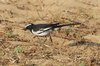 wbwagtail5