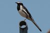 wbwagtail