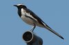 wbwagtail3