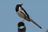 wbwagtail2