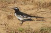 wbwagtail6