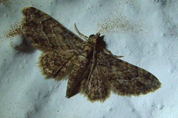 moth13.jpg