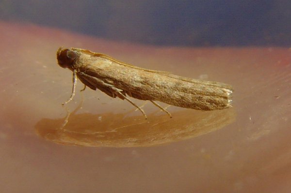moth14.jpg