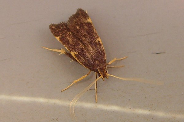 moth15.jpg