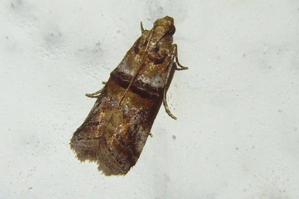 moth21.jpg