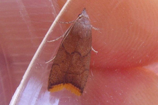moth26.jpg