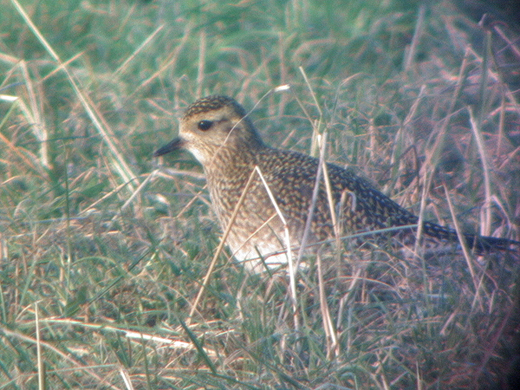 Golden Plover